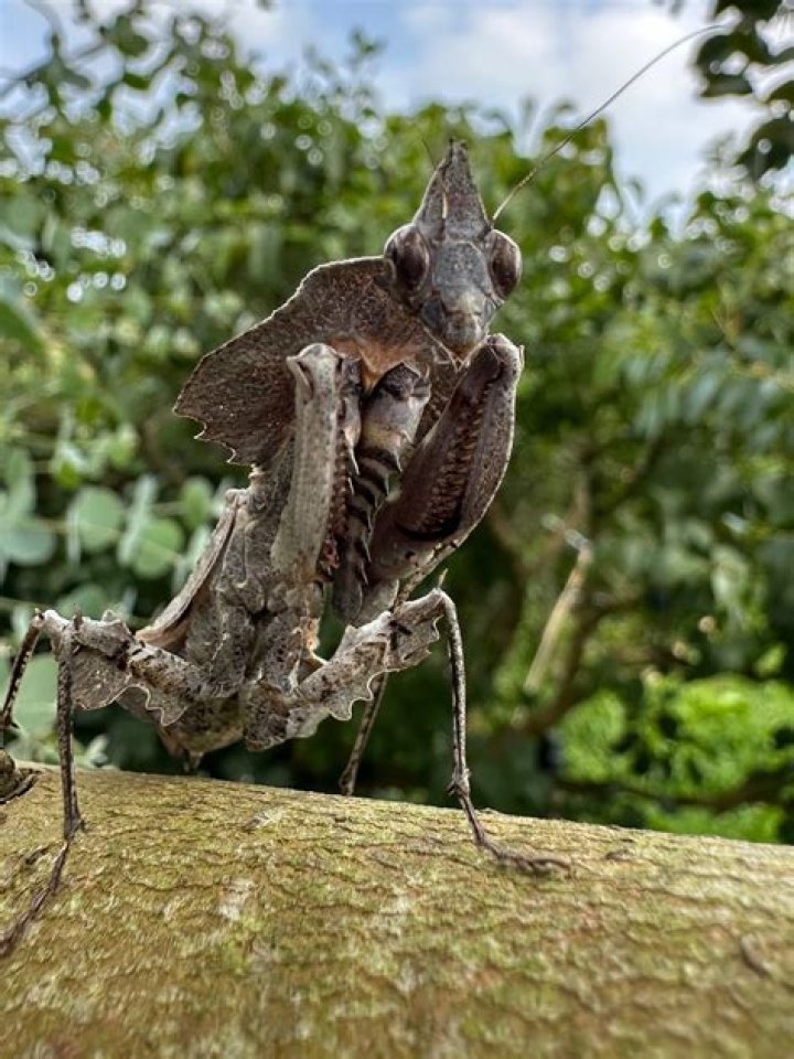 Darth Vader Mantis (Parablepharis kuhli asiatica) Small Exotic Farm