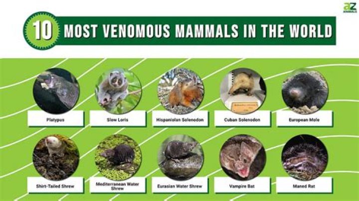 Top 10 Most Poisonous Animals in the World YouTube